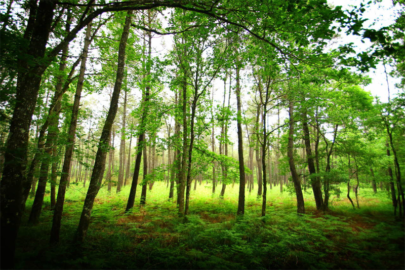 Forêt de Moulière