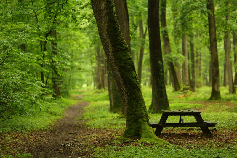 Forêt de Saint-Sauvant