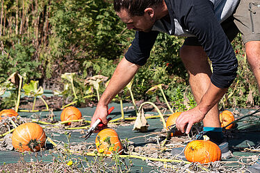 Personne récoltant des citrouilles