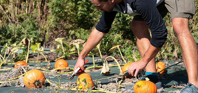 Personne récoltant des citrouilles