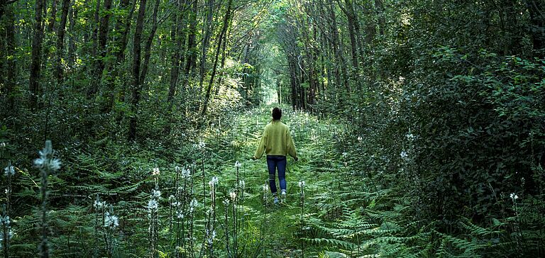Personne de dos, marchant à travers une forêt luxuriante