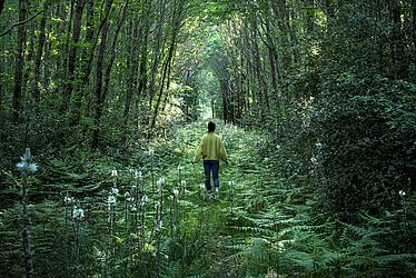 Personne de dos, marchant à travers une forêt luxuriante