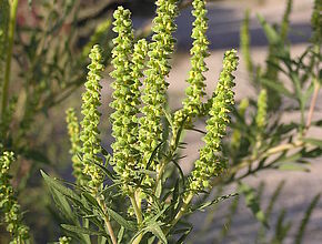 Inflorescence de l'ambroisie - Agrandir l'image (fenêtre modale)