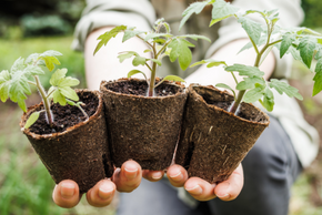 Une personne tient plusieurs plantes dans ses mains.