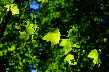 Feuilles d'arbres