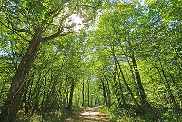 Forêt