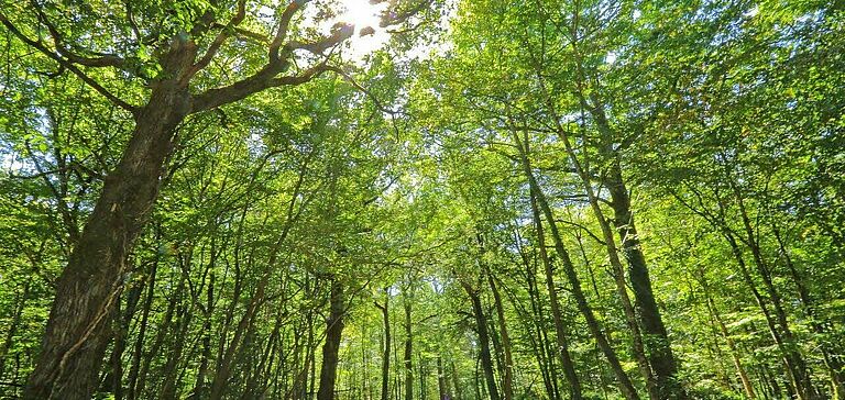 Forêt