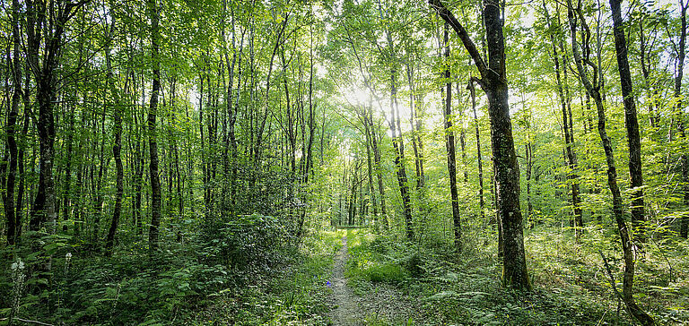 Forêt