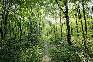 Forêt