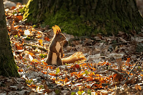 Promenons nous dans les bois