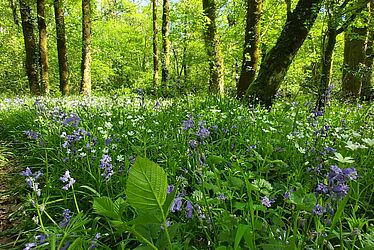 Forêt luxuriante avec un tapis dense de fleurs
