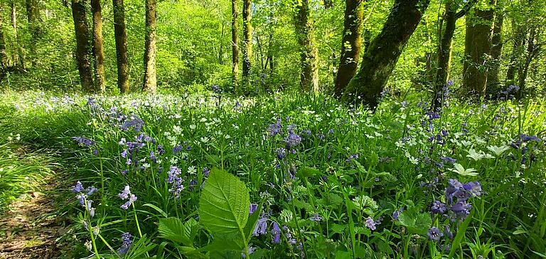 Forêt luxuriante avec un tapis dense de fleurs