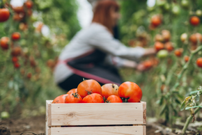 Une cagette remplie de tomates. On voit une personnes en train de cueillir les tomates en arrière plan.