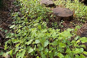 Accueillir la biodiversité oui mais ?