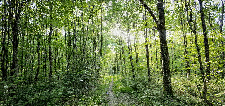 Forêt de Saint-Sauvant