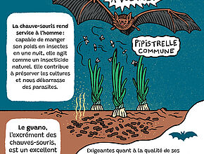 Bande-dessinée "Comment préserver les chauves-souris" 5e partie - Agrandir l'image (fenêtre modale)