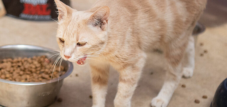 Chat mangeant des croquettes