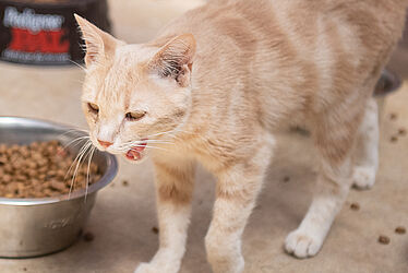 Chat mangeant des croquettes