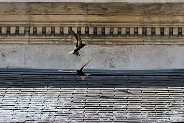 Deux oiseaux en vol