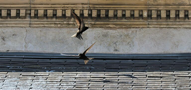 Deux oiseaux en vol