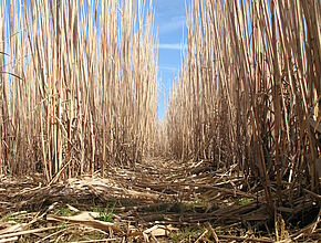 miscanthus - Agrandir l'image (fenêtre modale)