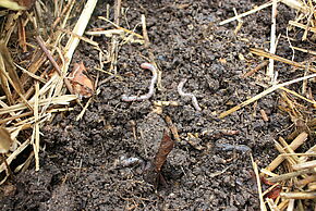 Photo Midi au jardin : Fabriquer et réussir son compost.