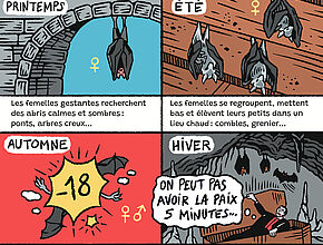 Bande-dessinée "Comment préserver les chauves-souris" 4e partie - Agrandir l'image (fenêtre modale)