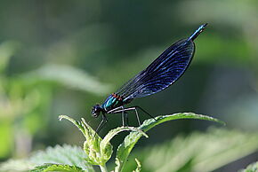 «&nbsp; Par l’aile, le vol et la vie légère &nbsp;» / Exposition photo