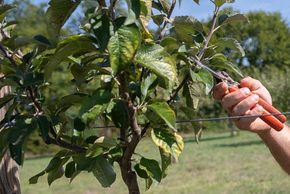 Photo Formation taille des fruitiers