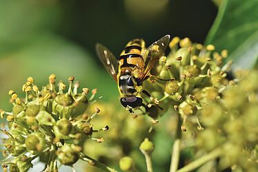 Abeille