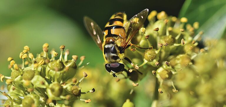 Abeille