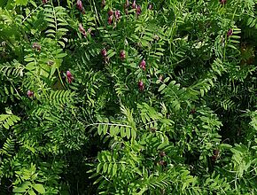 Différentes variété de plantes vertes - Agrandir l'image (fenêtre modale)