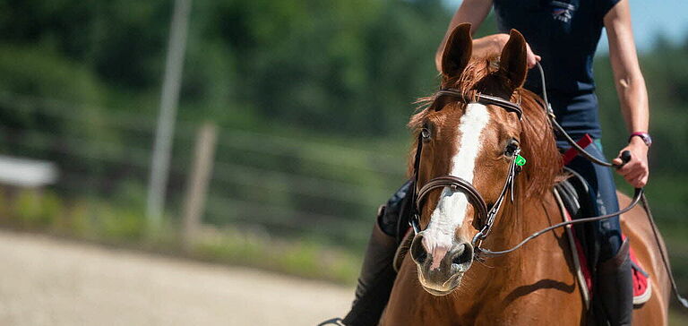 Cavalier sur un cheval