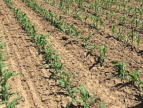 rangées de jeunes plants de maïs poussant dans le sol - Agrandir l'image (fenêtre modale)