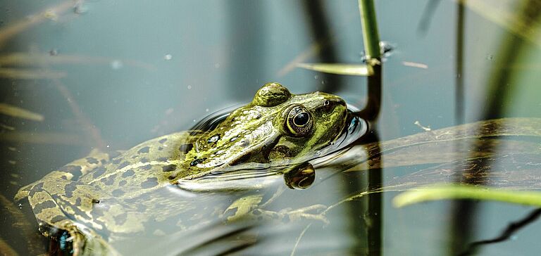 Grenouille