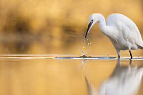 Photo d'un oiseau
