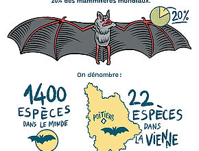 Bande-dessinée "Comment préserver les chauves-souris" 2e partie - Agrandir l'image (fenêtre modale)