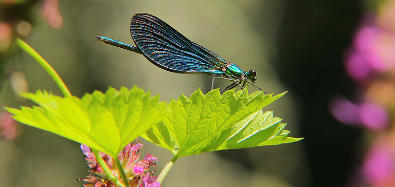 Libellule métallique bleue