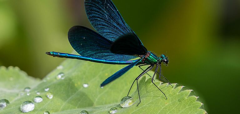 Demoiselle