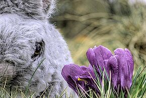 photo Augustin le lapin