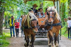 Photo de calèche et de chevaux en forêt
