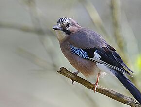 Geai - Agrandir l'image (fenêtre modale)