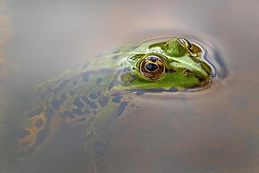 Photo "Le mystère du lac"