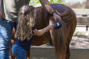 Photo entretien poney Découverte du poney et de son milieu