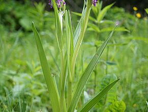 Orchis incarnat - Agrandir l'image (fenêtre modale)