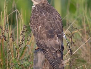 Agrandir l'image (fenêtre modale)