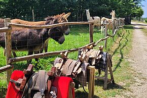Portes ouvertes à La Belle Ânée