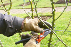 Photo Démonstration de taille de rosiers