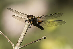 Sortie libellules et demoiselles