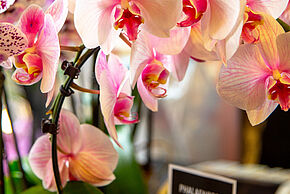 Salon de l'orchidées